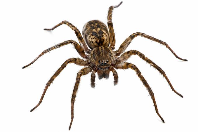 spiders control services
