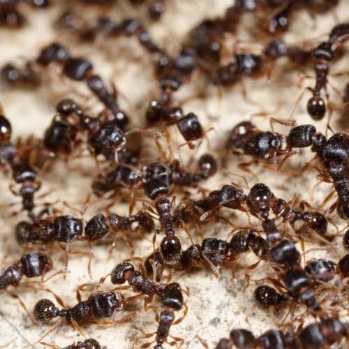 ants control