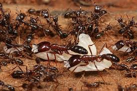 ants controllers