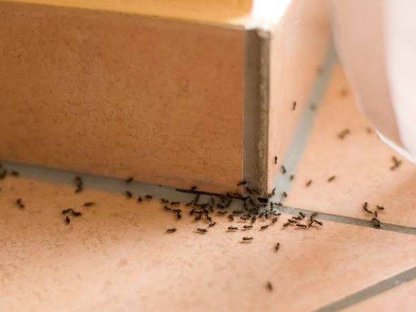 ants control services