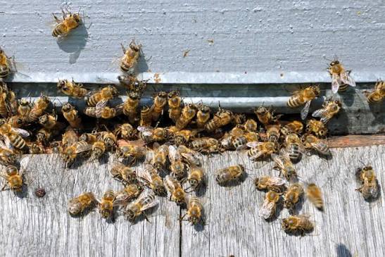 bee control services
