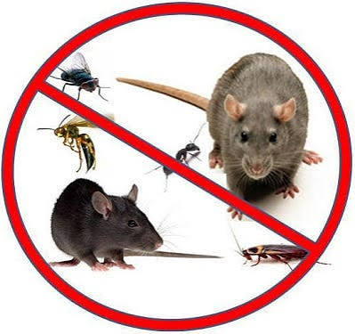 rodent control services