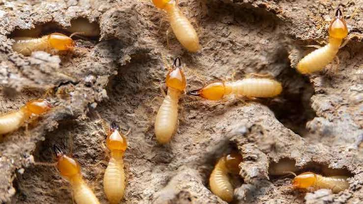 termite control services
